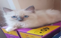 Ragdoll cats for sale: CUTE RAGDOLL KITTENS  - Image 3
