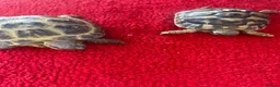 Tortoise reptiles for sale: 2x horse field tortoises - Advert 2