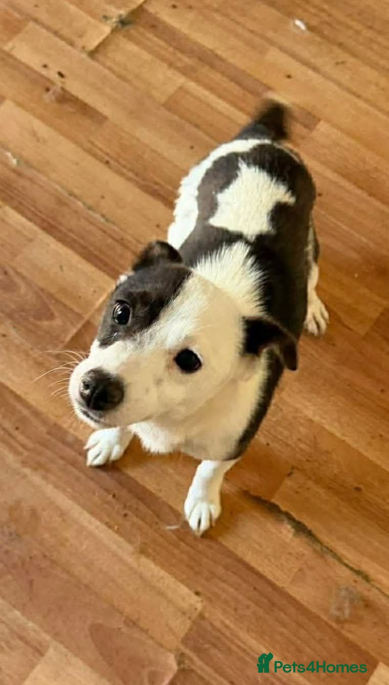Mixed Breed dogs Maisie - Advert 1