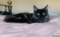 Maine Coon cats for sale: Full pedigree Maine Coon Female - Image 6