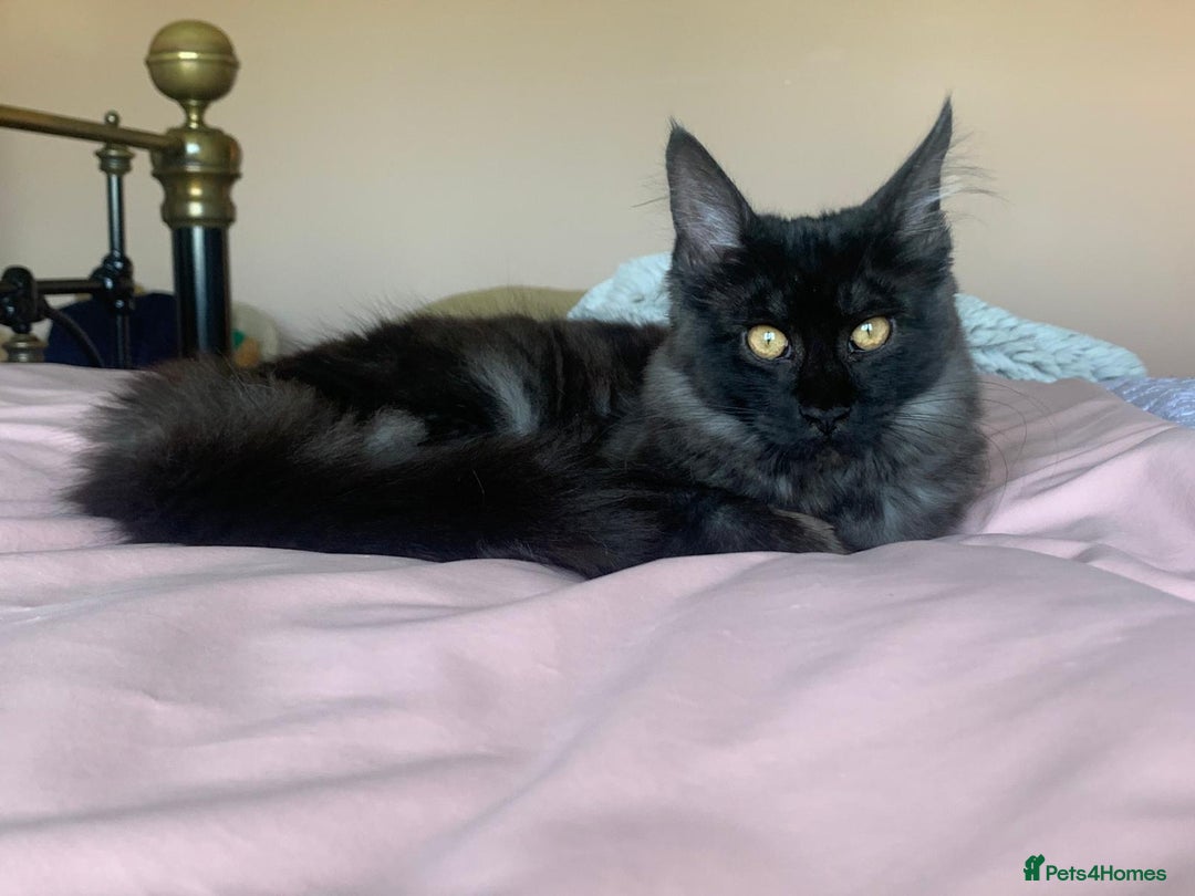 Maine Coon cats for sale: Full pedigree Maine Coon Female - Image 6