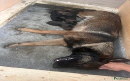 Belgian Shepherd Dog dogs for sale: Male Belgium shepherd pup - Image 5