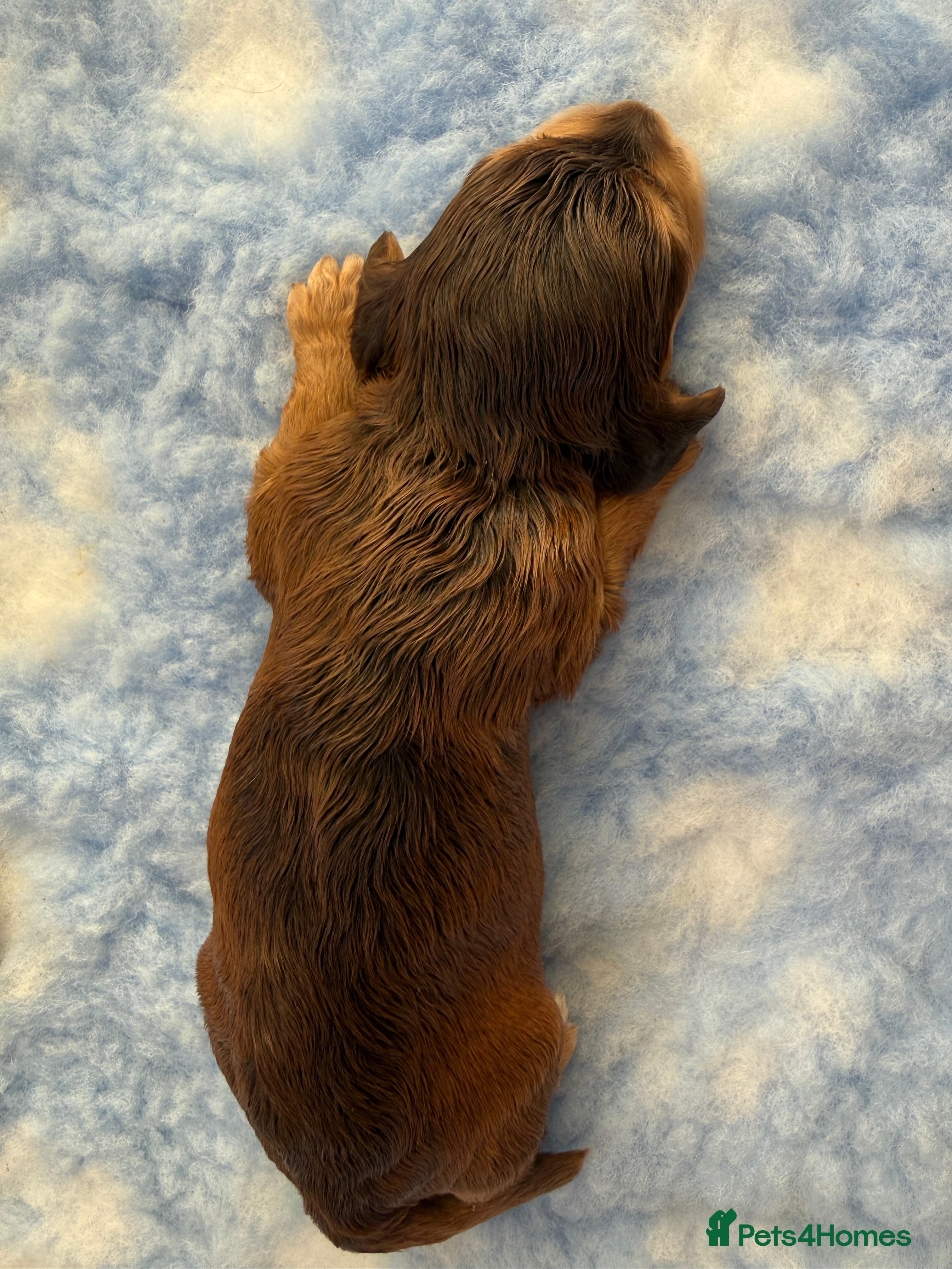 Cockapoo dogs Stunning & Unique F1B Cockapoos  - Advert 2