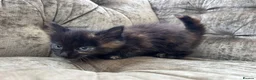 Mixed Breed cats for sale: Long haired female kittens  - Advert 12