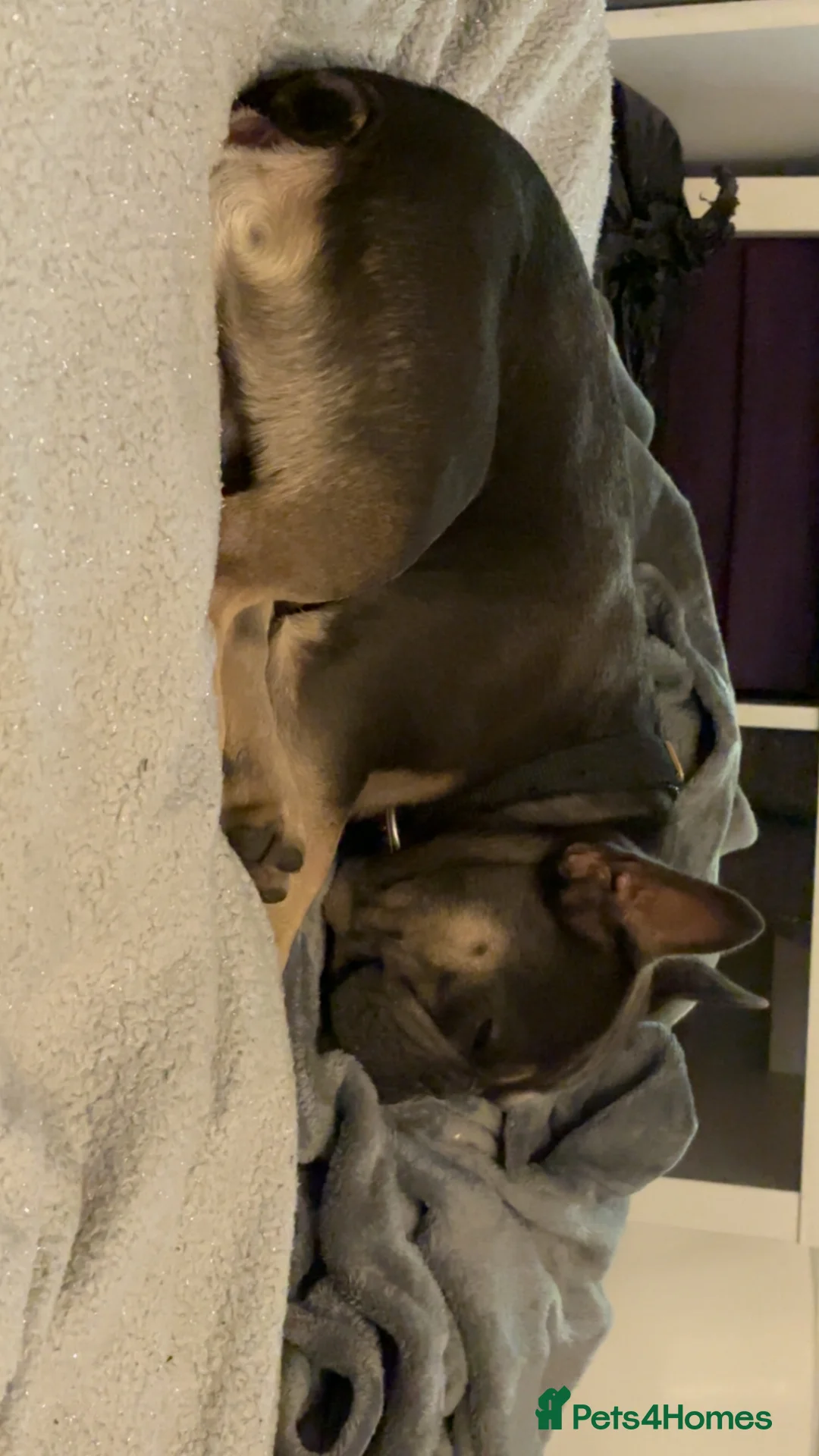 French Bulldog dogs for stud: Little boy proven stud - Advert 3