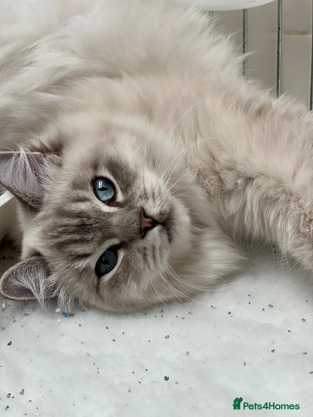Ragdoll cats for sale: GCCF reg. Blue Tabby Colourpoint Ragdoll kitten  - Advert 2