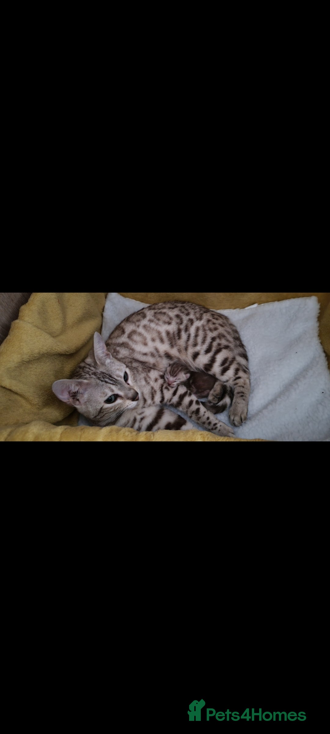 Bengal cats for sale: Snow mink Bengal boy - Advert 4