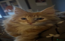 Maine Coon cats for sale: 2 Ginger Maine Coon females  - Image 3