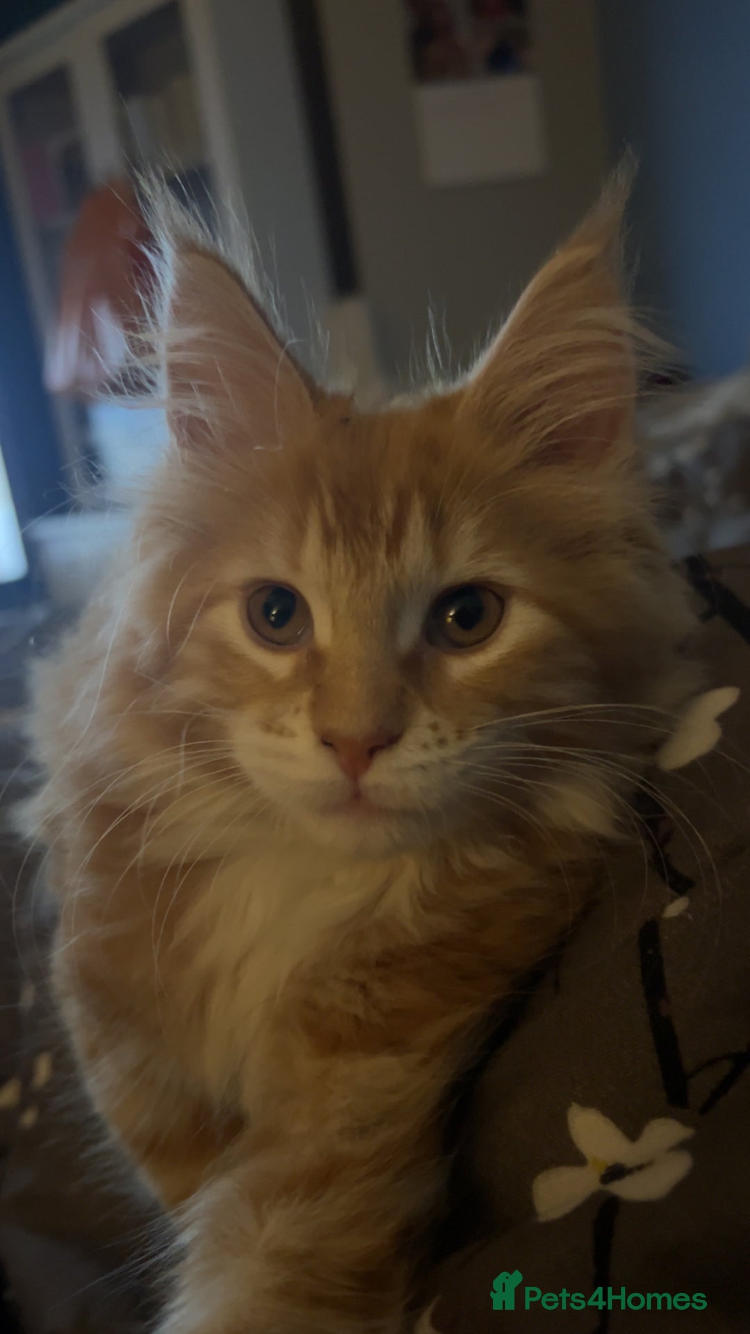 Maine Coon cats for sale: 2 Ginger Maine Coon females  - Image 3