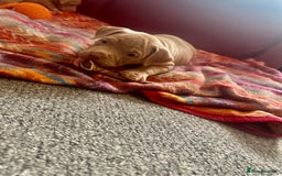 American Bully dogs for sale: Reduced pocket bully’s. Ready to leave! - Image 9