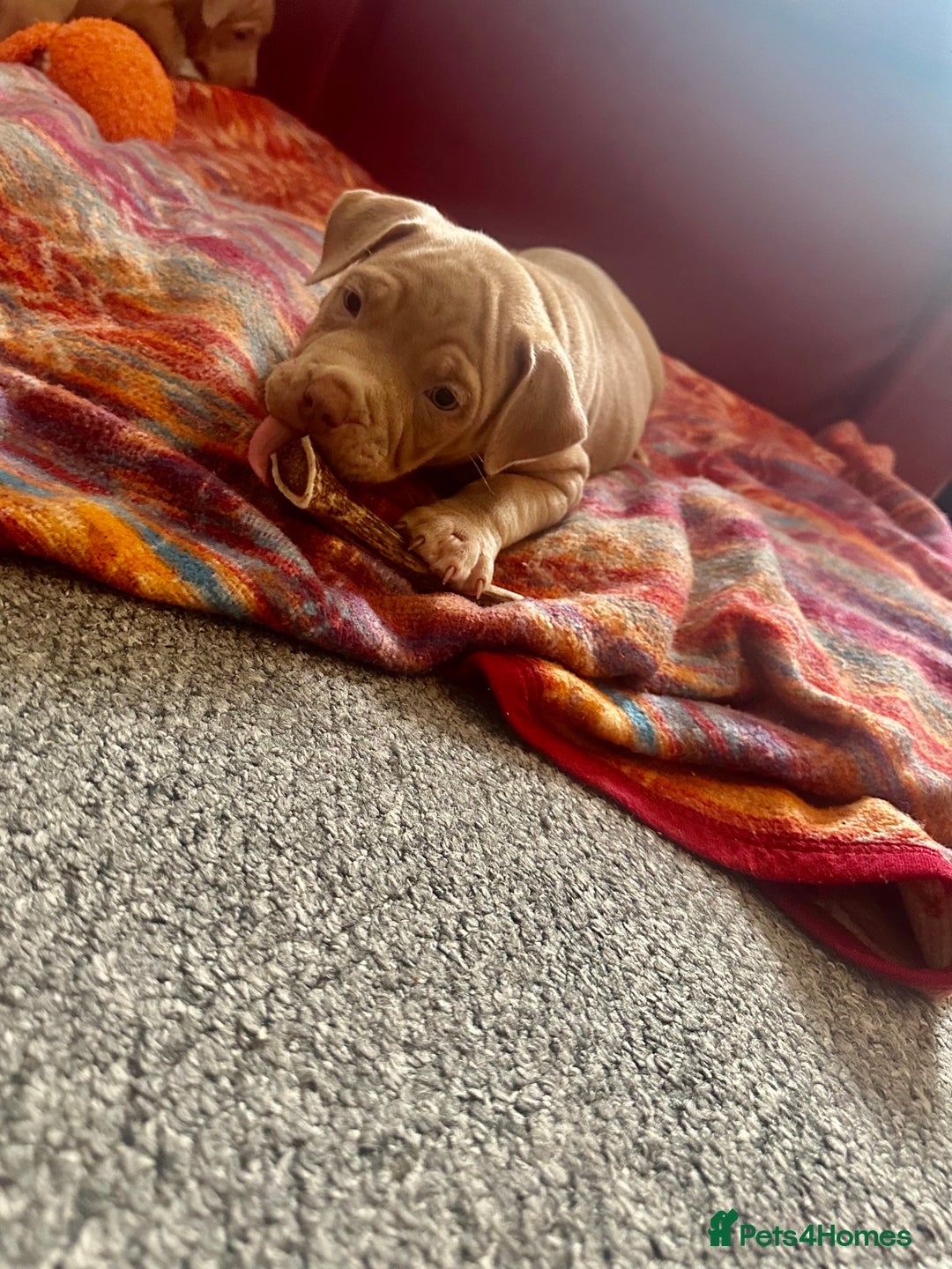 American Bully dogs for sale: Reduced pocket bully’s. Ready to leave! - Image 9