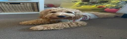 Cockapoo dogs for sale: 1 year old Cockapoo male - Advert 5