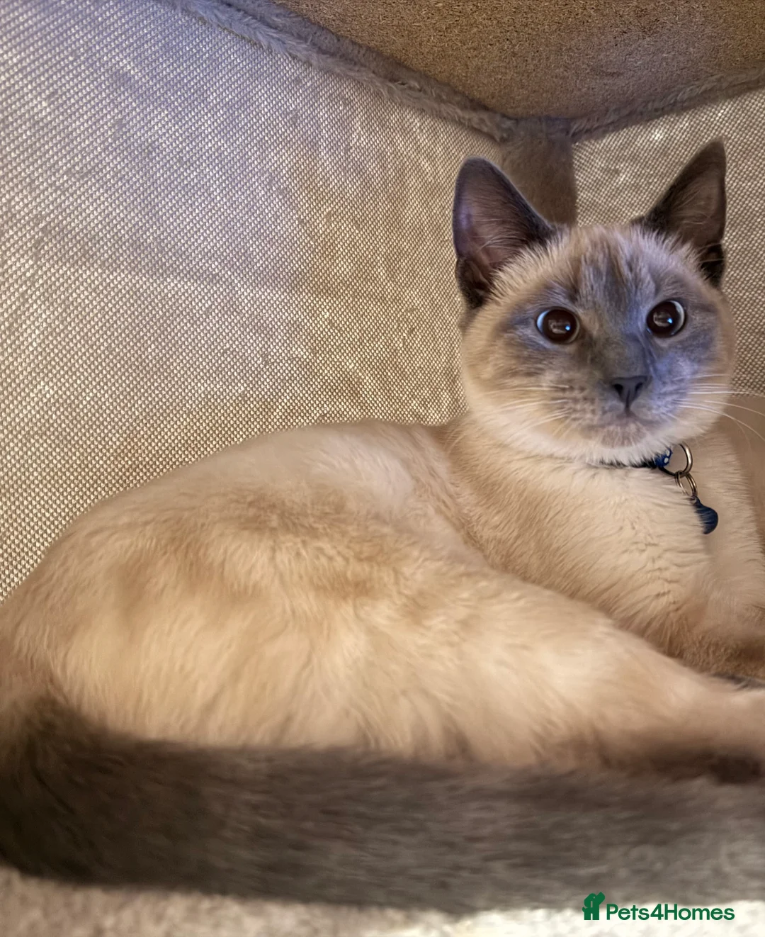 Ragdoll cats for sale: 6 month Ragdoll Cross - Advert 3