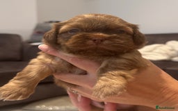 Shih Tzu dogs for sale: Shihtzu puppies for sale  - Image 14