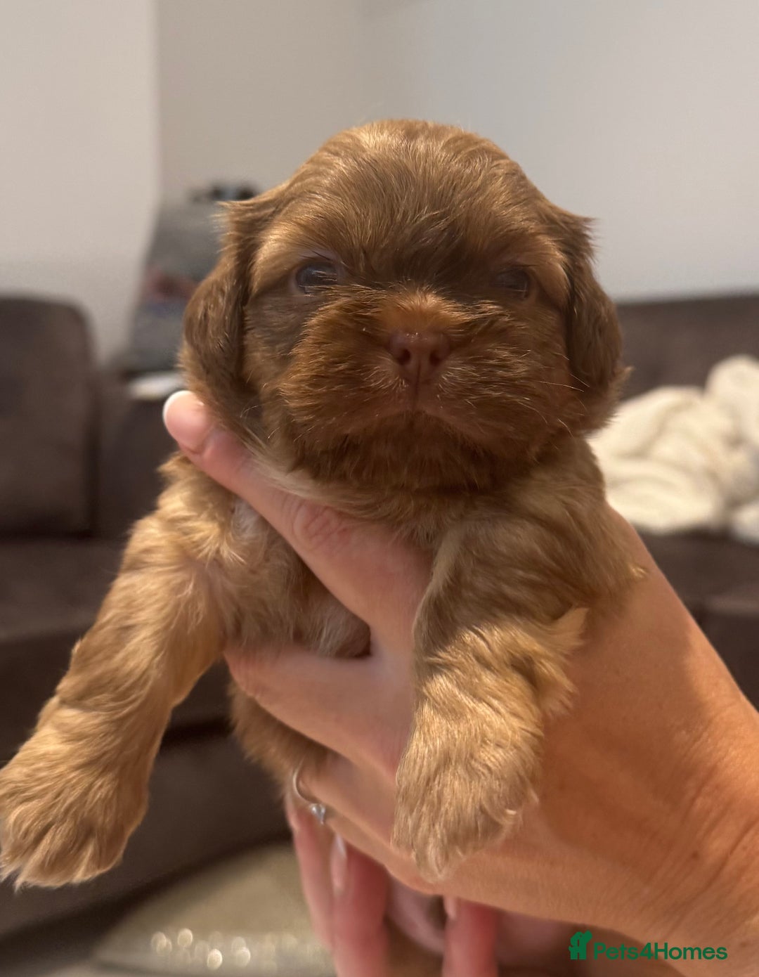 Shih Tzu dogs for sale: Shihtzu puppies for sale  - Image 14