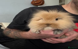 Mini Lion Lop rabbits for sale: Mini lion lop babies  - Image 6