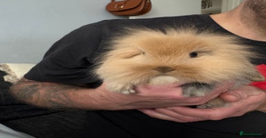 Mini Lion Lop rabbits - Advert 4