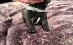 Staffordshire Bull Terrier dogs for sale: Staffys Puppies   25+ Champions ( Show Quality ) - Advert 15