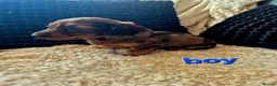 Dachshund dogs for sale: Kc dachshund puppies! - Advert 30