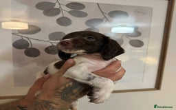 Sprocker dogs for sale: Sprocker puppies  - Image 24