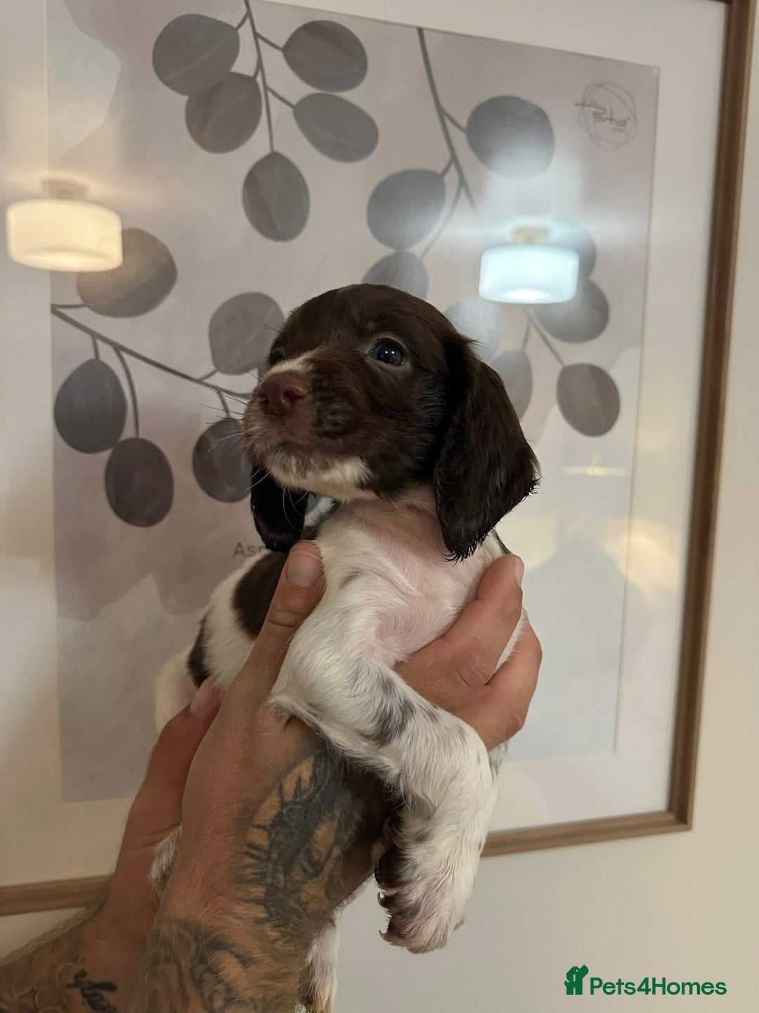 Sprocker dogs for sale: Sprocker puppies  - Image 24