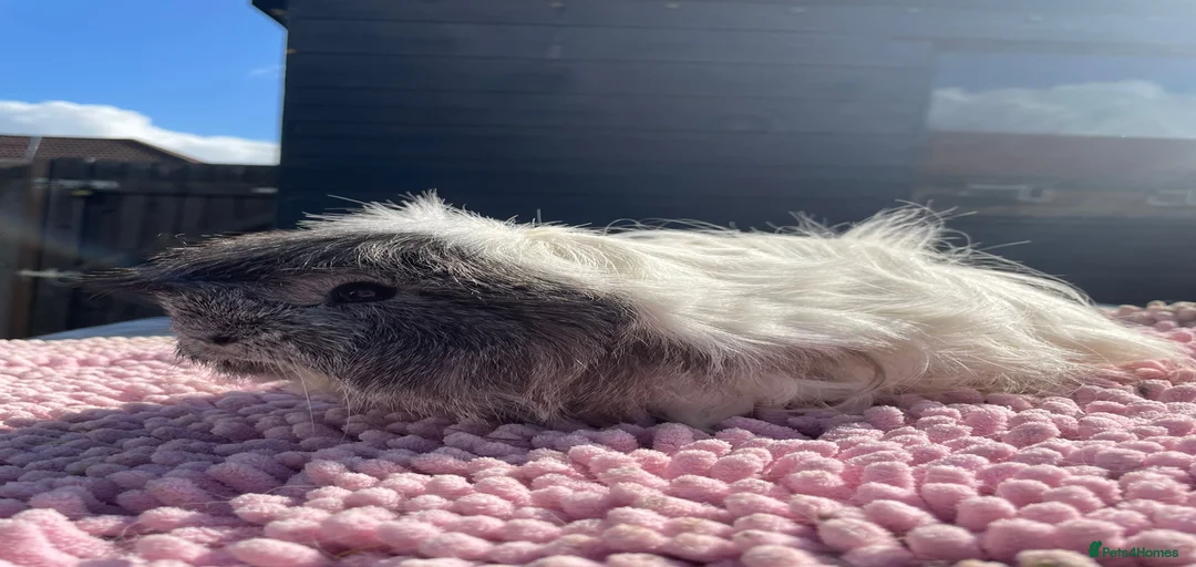 Gallery Image {{count}}