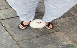 Pomeranian dogs for sale: White KENNEL CLUB Registered CHAMPION Bloodlines - Image 26