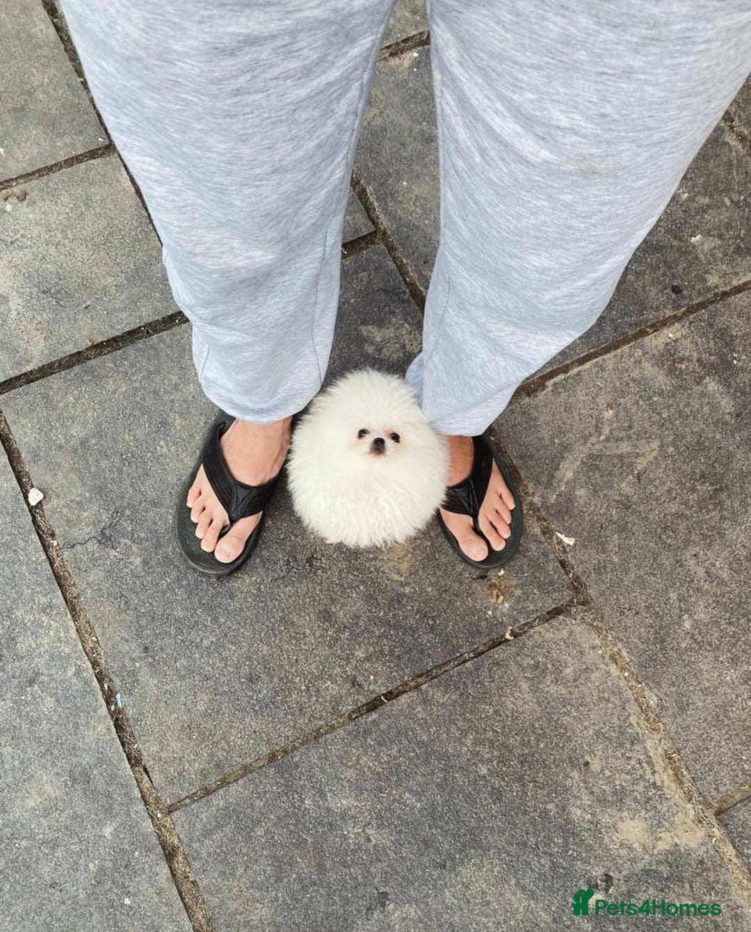 Pomeranian dogs for sale: White KENNEL CLUB Registered CHAMPION Bloodlines - Image 26