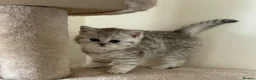 British Shorthair cats for sale: Adorable pedigree  Bsh babies - Advert 11