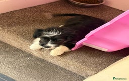 Mixed Breed dogs for sale: Female puppy - Image 1