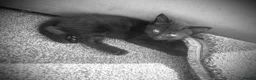 British Longhair cats for sale: 5 fluffy kittens - Advert 4