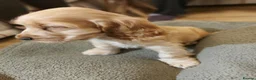Cocker Spaniel dogs for sale: Show type Cocker Spaniel - Advert 9