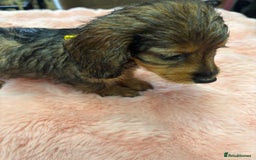 Mixed Breed dogs for sale: Puppies - Image 14