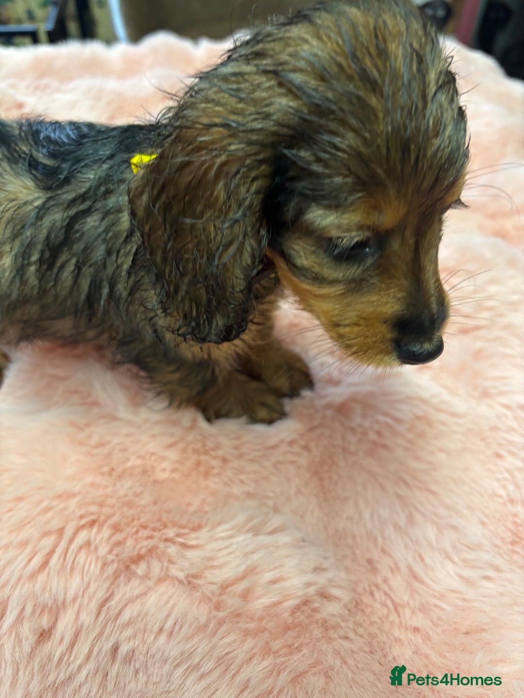 Mixed Breed dogs for sale: Puppies - Image 14