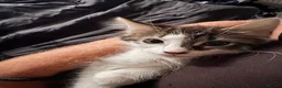 Norwegian Forest Cat cats for sale: 1 kitten left! 4 kittens Norwegian X Russian Blue - Advert 10