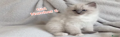 Ragdoll Kitten 6