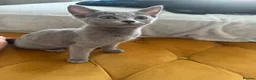 Russian Blue cats for sale: Pure Russian Blue Kittens - Advert 1
