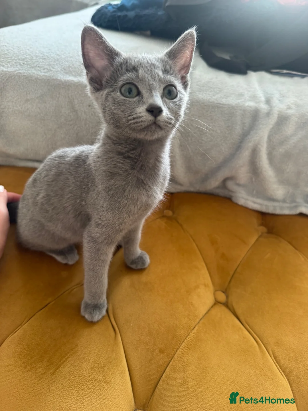 Russian Blue cats for sale: Pure Russian Blue Kittens - Advert 1
