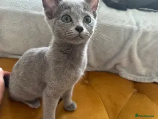 Russian Blue cats Pure Russian Blue Kittens - Advert 1
