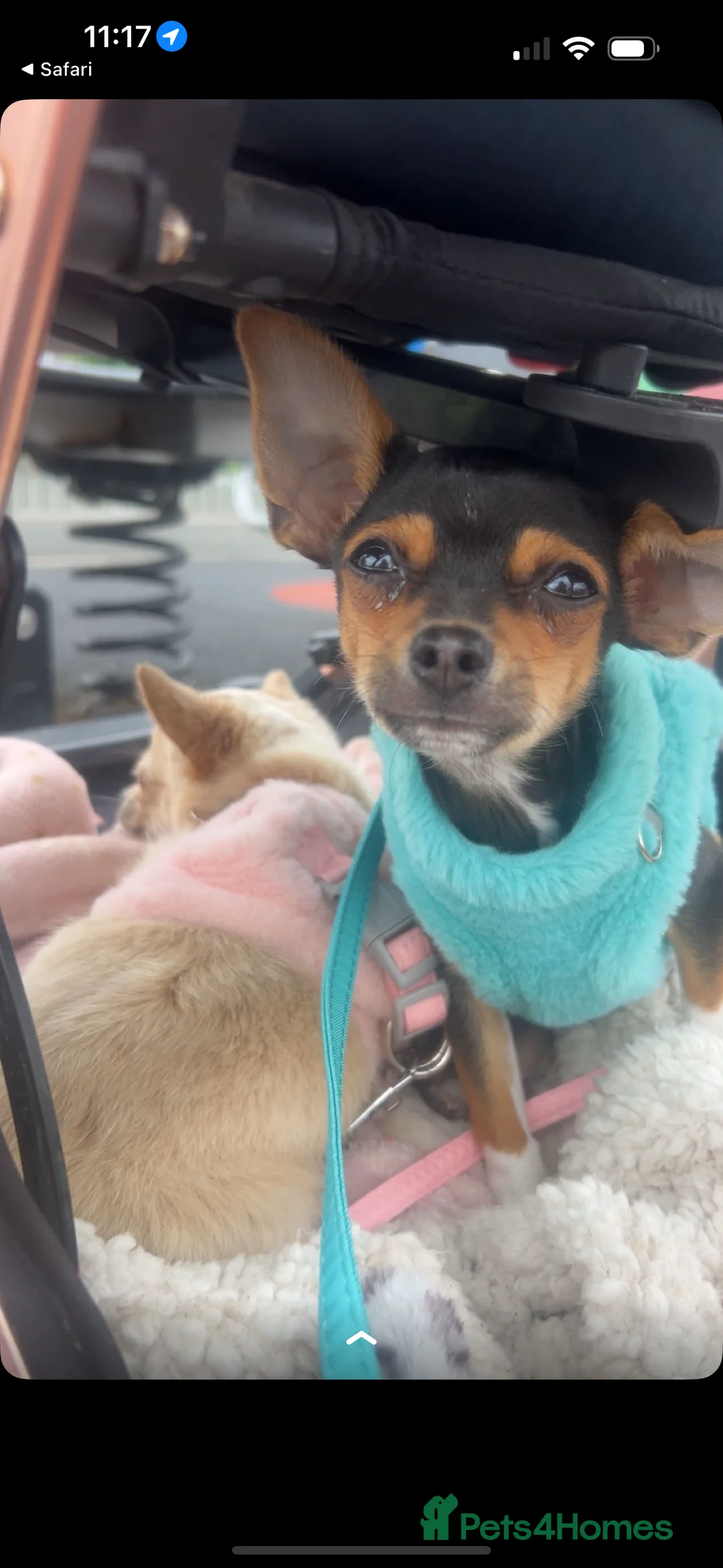 Chihuahua dogs for sale: 8 month old Chihuahua - Advert 1