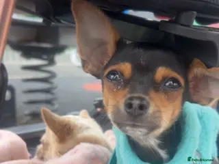 Chihuahua dogs 8 month old Chihuahua - Advert 1