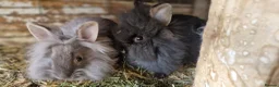 Lionhead rabbits for sale: Cute fluffy friendly lionhead babies-2boys left - Advert 9