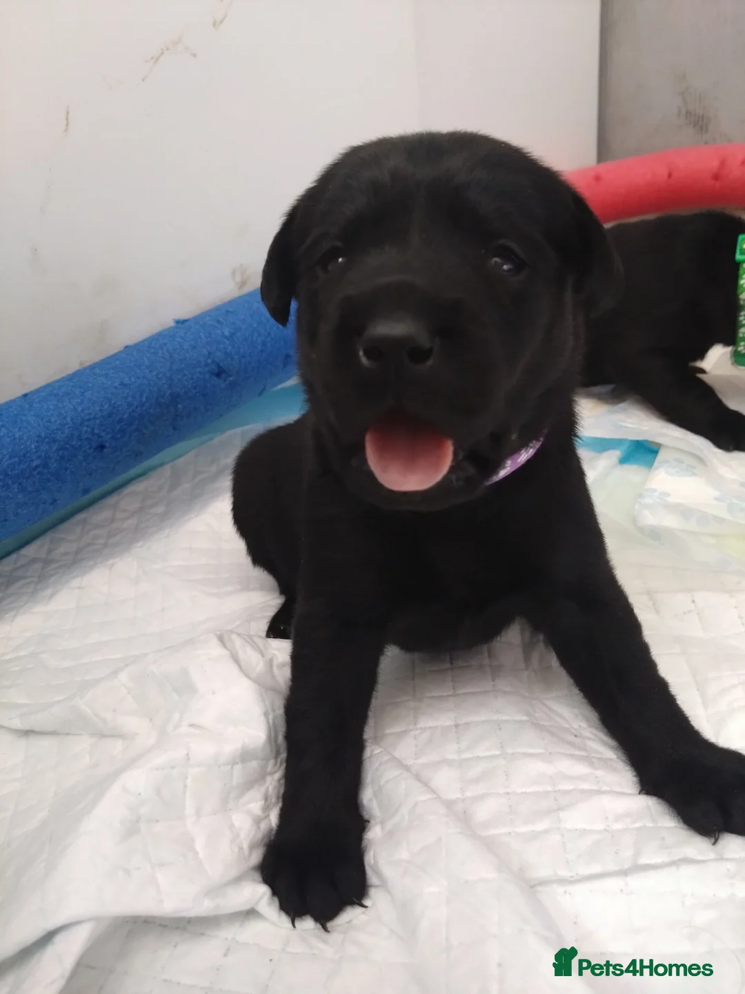 Labrador Retriever dogs for stud: Gorgeous Labrador retriever "PROVEN STUD" in Haddington - Advert 14