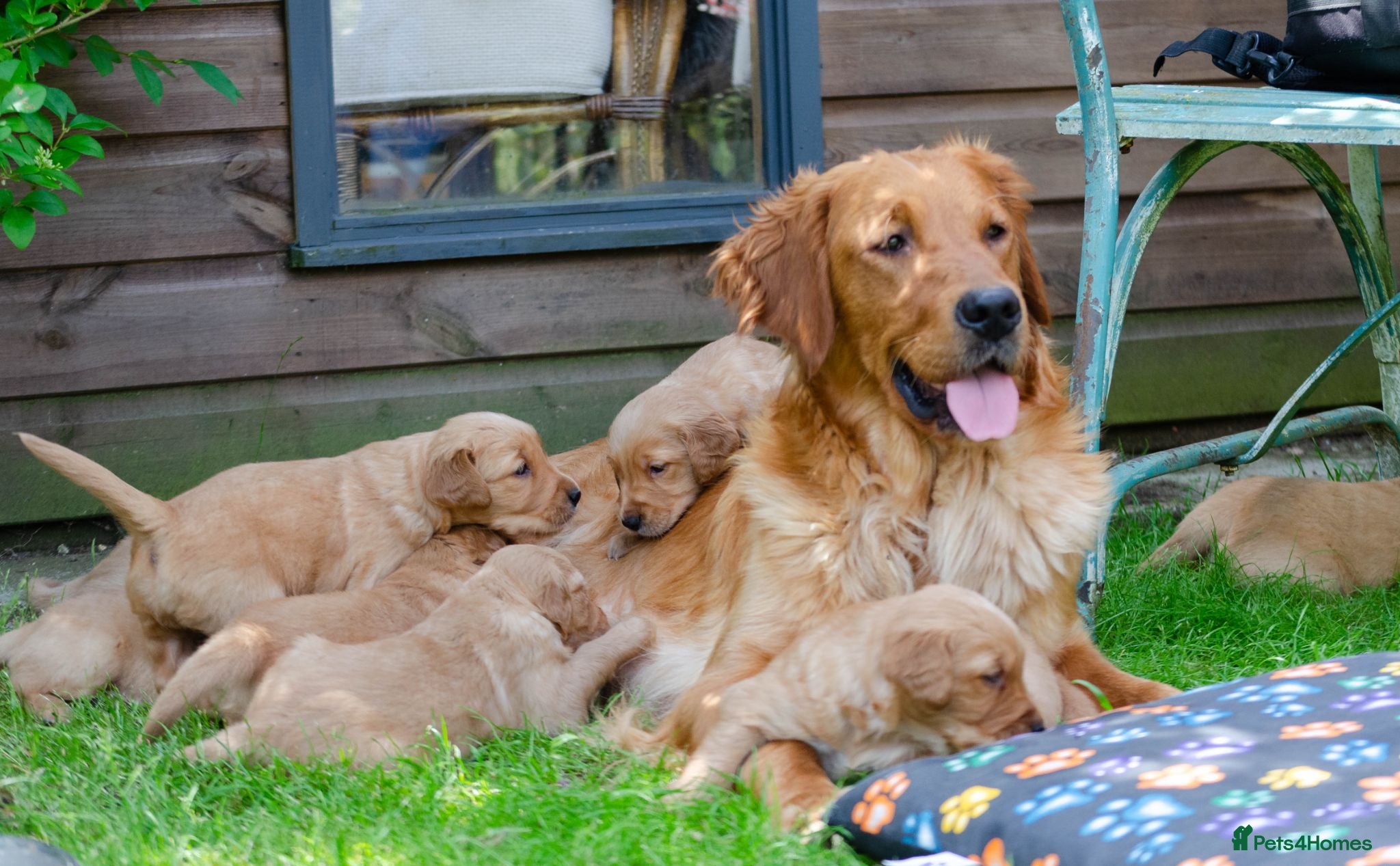 Golden Retriever dogs  GOLDEN RETREVER KC PUPPIES - Advert 5