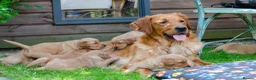 Golden Retriever dogs for sale: READY GOLDEN RETREVER KC PUPPIES - Advert 36