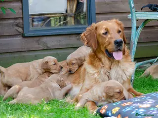 Golden Retriever dogs GOLDEN RETREVER KC PUPPIES - Advert 5