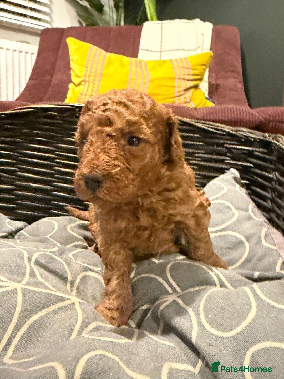 Cockapoo dogs for sale: 💥 Beautiful health checked F1B cockapoos 💥  - Advert 2