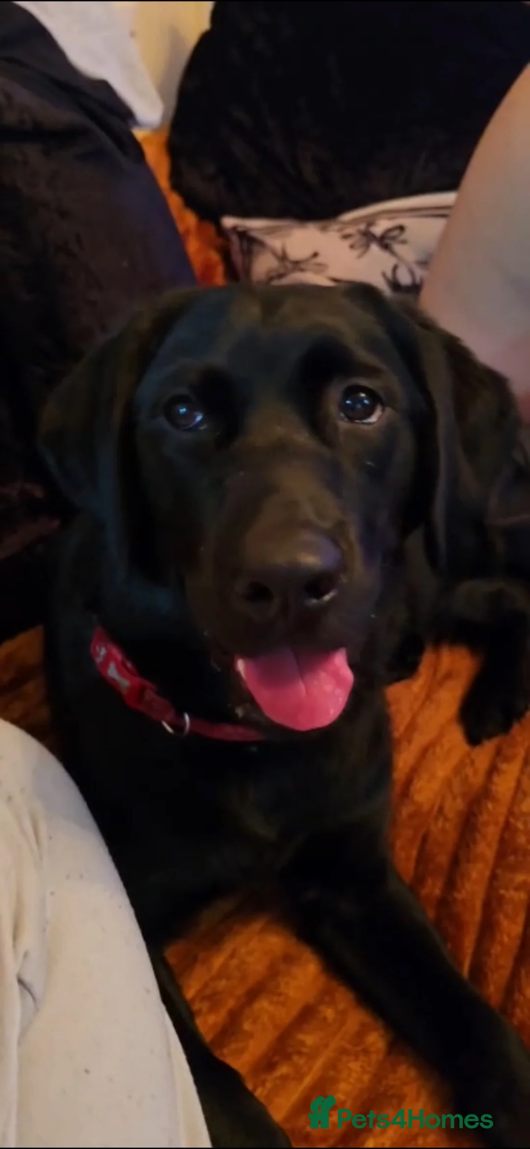 Goldador dogs for sale: Beautiful 8-Month-Old Goldador - Advert 2