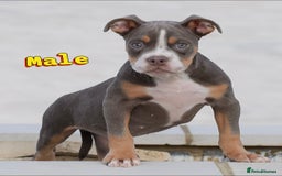 English Bulldog dogs for sale: 23 years experienced 5⭐️Rated Licensed,  - Image 8