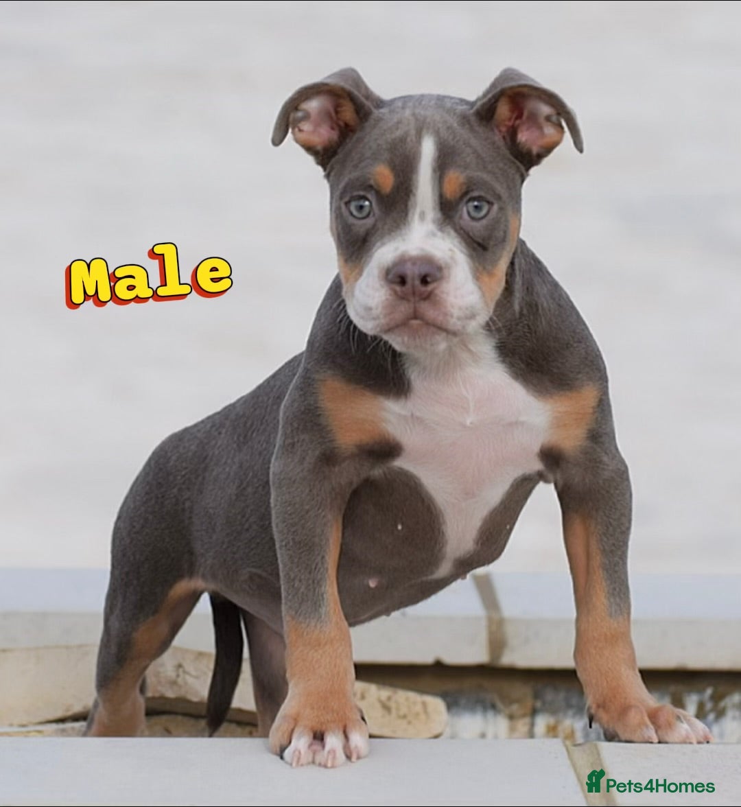 English Bulldog dogs for sale: 23 years experienced 5⭐️Rated Licensed,  - Image 8